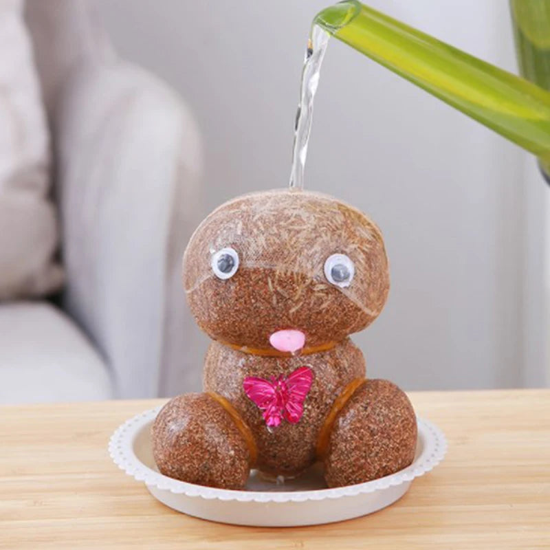 Small Growing Grass Head Doll Plant